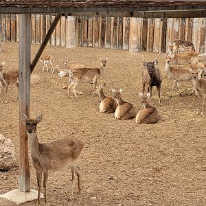 Barashinga, Sambar and Blackbuck -TerraNatura Benidorm (2022)