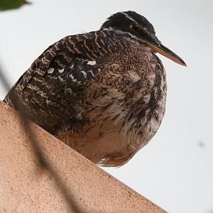 Sunbittern (Eurypyga helias)