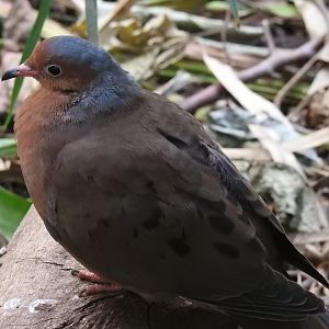 Socorro Dove (Zenaida graysoni)