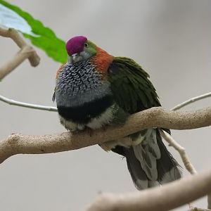 Superb Fruit Dove (Ptilinopus superbus)