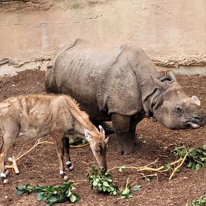 Indian rhinoceros and Nilgai -TerraNatura Benidorm (2022)