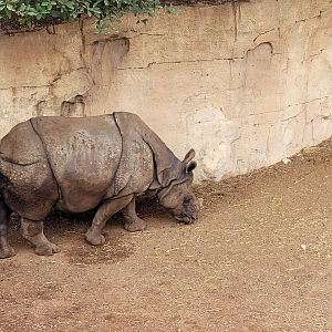 Indian rhinoceros -TerraNatura Benidorm (2022)