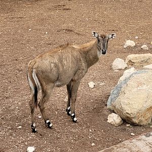 Nilgai -TerraNatura Benidorm (2022)