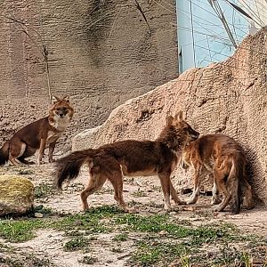 Chinese dhole -TerraNatura Benidorm (2022)
