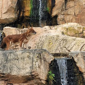 Chinese dhole -TerraNatura Benidorm (2022)