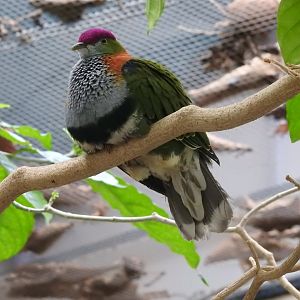 Superb Fruit Dove (Ptilinopus superbus)