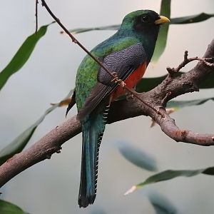 Collared Trogon (Trogon collaris)