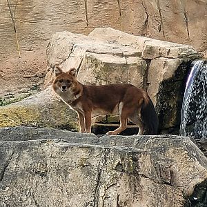 Chinese dhole -TerraNatura Benidorm (2022)