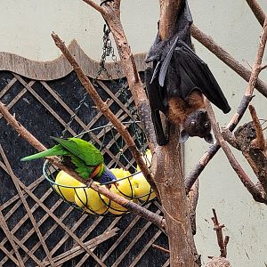 Lyle's flying fox and Green-naped lorikeet -TerraNatura Benidorm (2022)
