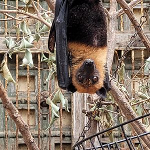 Lyle's flying fox -TerraNatura Benidorm (2022)