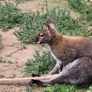 Bennett's wallaby -TerraNatura Benidorm (2022)