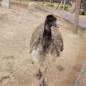 Common emu -TerraNatura Benidorm (2022)