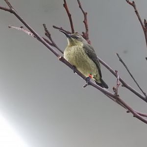 Female Splendid Sunbird (Cinnyris coccinigastrus)