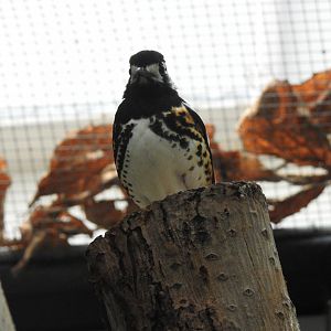 Chestnut-Backed Thrush (Geokichla dohertyi)
