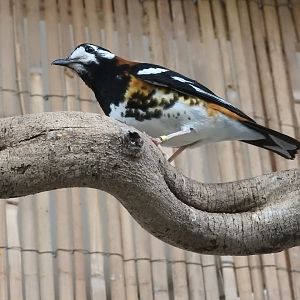Chestnut-Backed Thrush (Geokichla dohertyi)