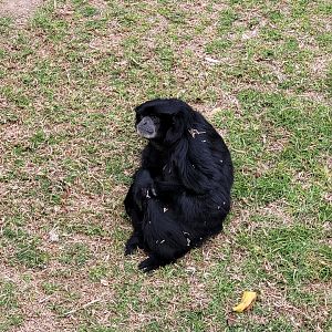 Siamang -TerraNatura Benidorm (2022)