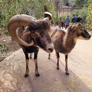 European mouflon -TerraNatura Benidorm (2022)