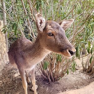Common fallow deer -TerraNatura Benidorm (2022)
