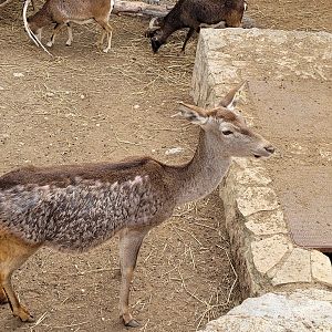 Iberian red deer and European mouflon -TerraNatura Benidorm (2022)