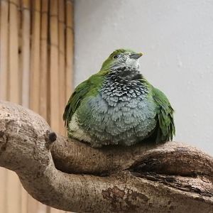 Female Superb Fruit Dove (Ptilinopus superbus)