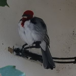 Red-Cowled Cardinal (Paroaria dominicana)
