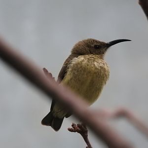 Female Splendid Sunbird (Cinnyris coccinigastrus)