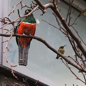 Collared Trogon (Trogon collaris) and Female Splendid Sunbirds (Cinnyris coccinigastrus)