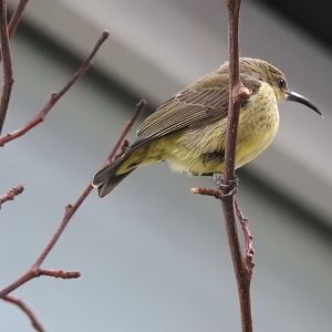 Female Splendid Sunbird (Cinnyris coccinigastrus)