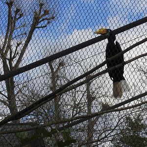 Female Wrinkled Hornbill (Rhabdotorrhinus corrugatus)