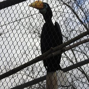 Female Wrinkled Hornbill (Rhabdotorrhinus corrugatus)