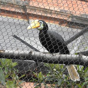 Female Wrinkled Hornbill (Rhabdotorrhinus corrugatus)