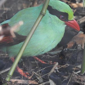 Javan Green Magpie (Cissa thalassina)