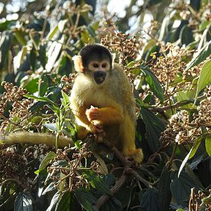 Black-Capped Squirrel Monkey (Saimiri boliviensis)