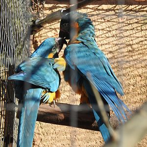 Blue-Throated Macaws (Ara glaucogularis)