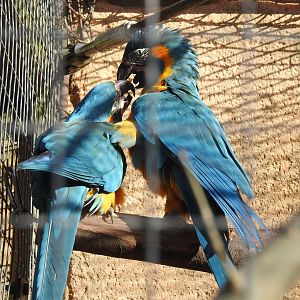 Blue-Throated Macaws (Ara glaucogularis)