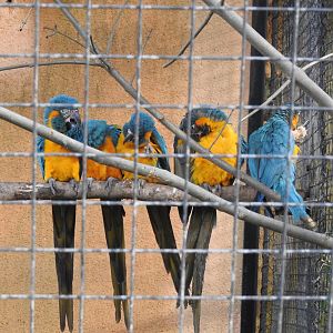 Blue-Throated Macaws (Ara glaucogularis)