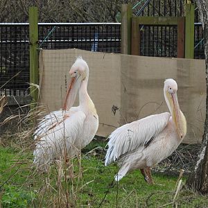 Great White Pelicans (Pelecanus onocrotalus)