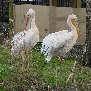 Great White Pelicans (Pelecanus onocrotalus)