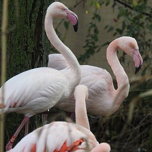 Greater Flamingos (Phoenicopterus roseus)
