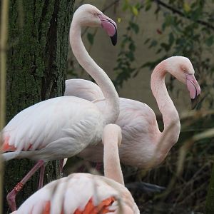 Greater Flamingos (Phoenicopterus roseus)