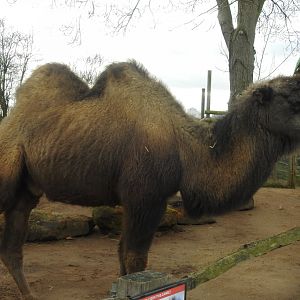 Bactrian Camel (Camelus bactrianus)