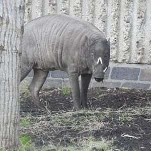Babirusa (Babyrousa celebensis)