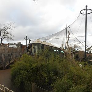 Sumatran tiger (Panthera tigris sondaica) Enclosure 2