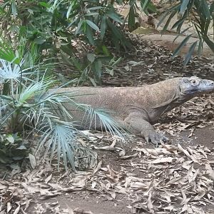 Komodo Dragon (Varanus komodoensis)
