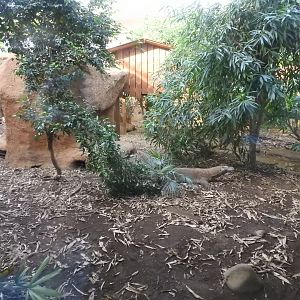 Komodo Dragon (Varanus komodoensis) Enclosure