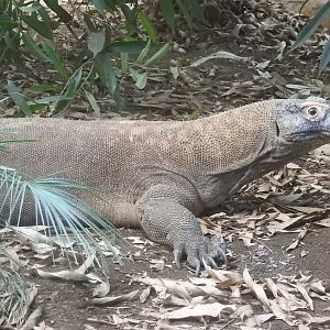 Komodo Dragon (Varanus komodoensis)