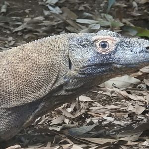 Komodo Dragon (Varanus komodoensis)
