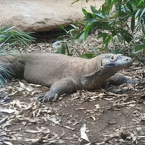 Komodo Dragon (Varanus komodoensis)