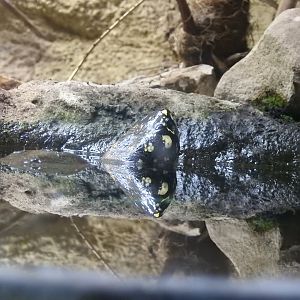 Black Pond Turtle (Geoclemys hamiltonii)