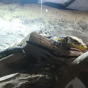 Yellow-Headed Water Monitor (Varanus cumingi)